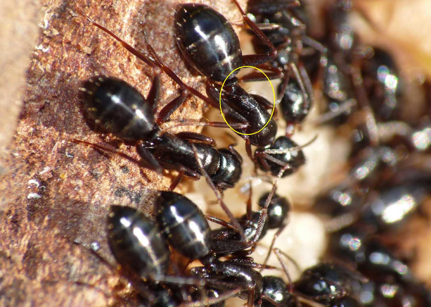 Formiche nere da determinare - Camponotus piceus